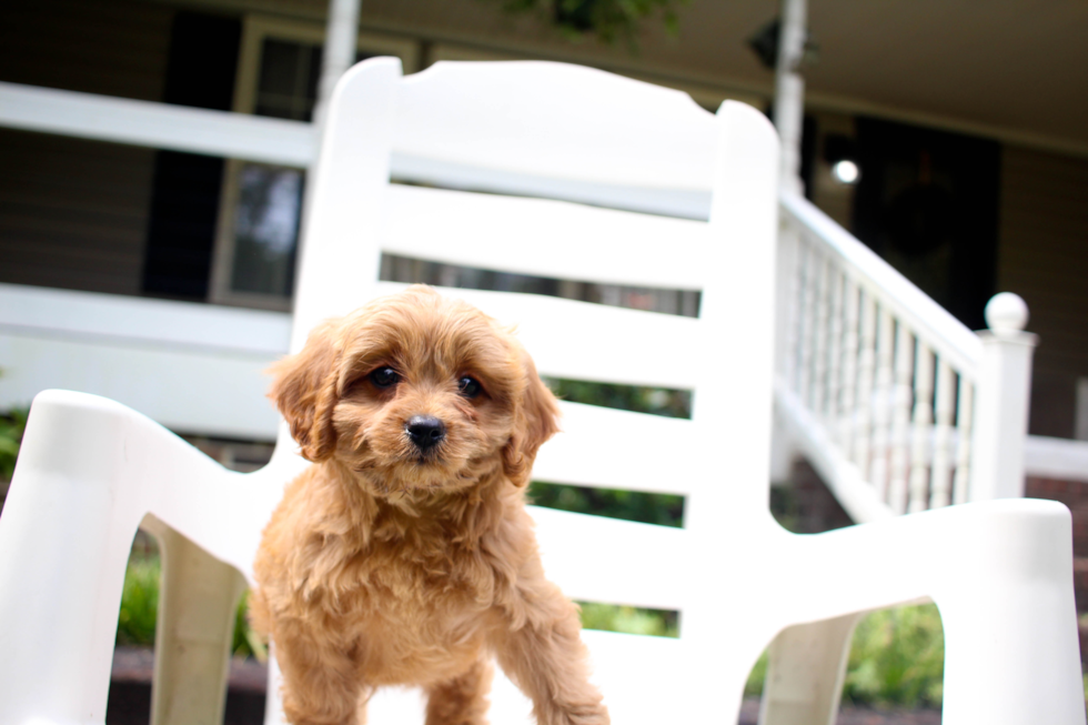 Cute Cavapoo Baby