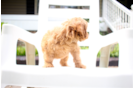 Cavapoo Puppy for Adoption