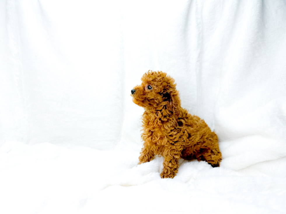 Cavapoo Pup Being Cute