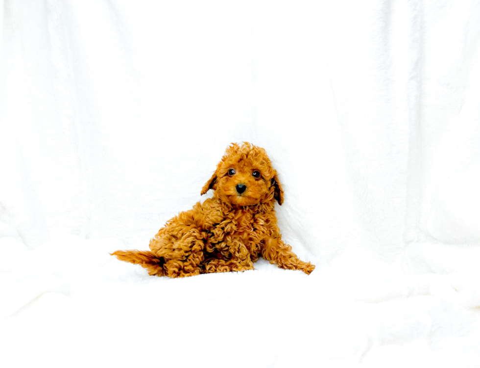 Cute Cavapoo Poodle Mix Pup