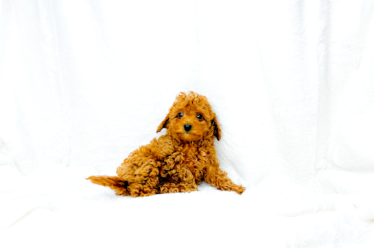 Cute Cavapoo Poodle Mix Pup