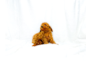 Cavapoo Puppy for Adoption