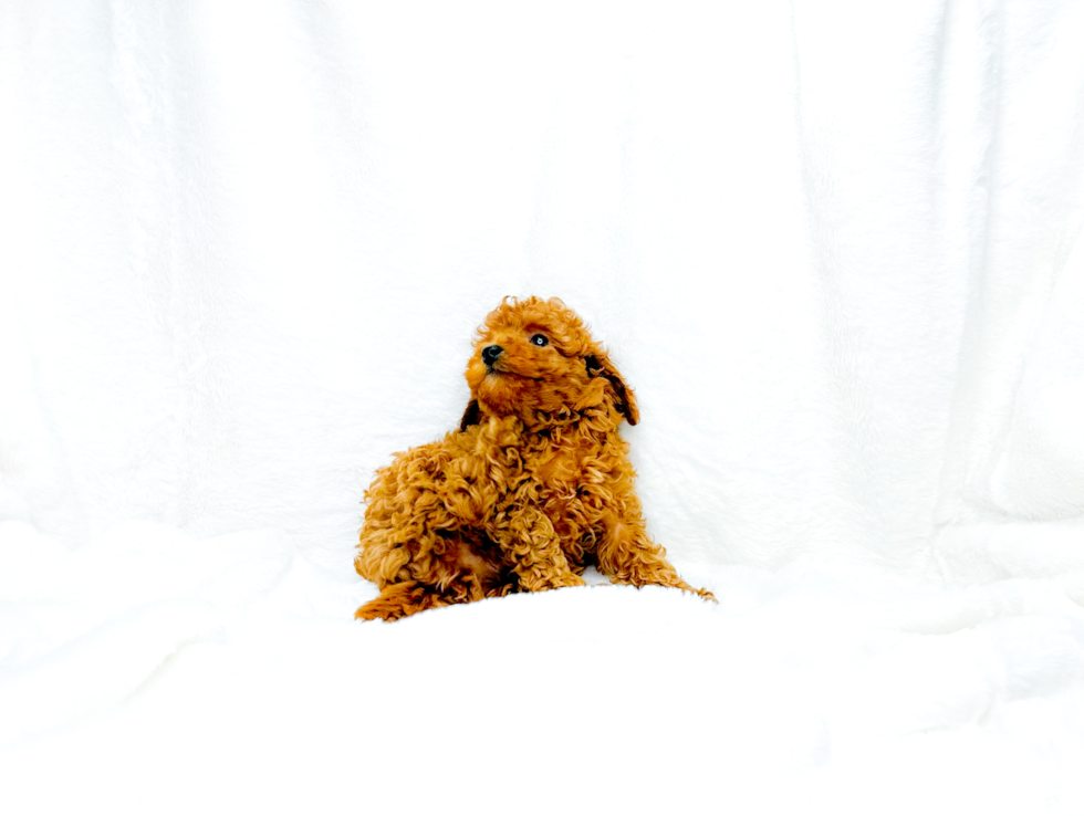 Cavapoo Puppy for Adoption