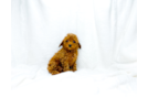 Cute Cavapoo Poodle Mix Pup