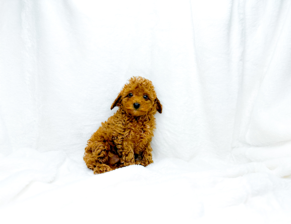 Cute Cavapoo Poodle Mix Pup