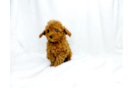 Cavapoo Puppy for Adoption