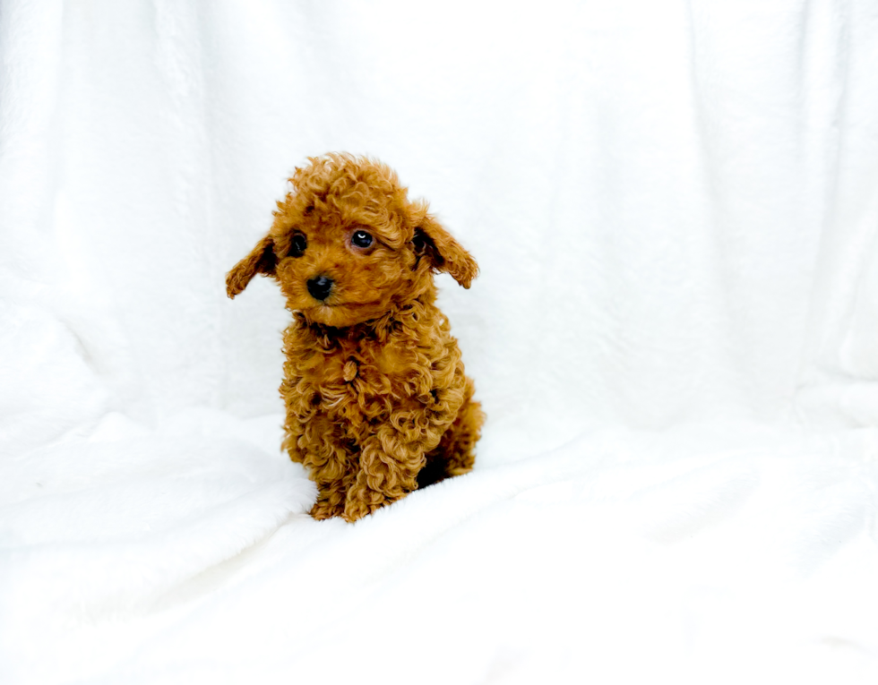 Cavapoo Puppy for Adoption