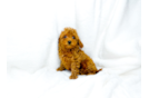 Cute Cavalier King Charles Spaniel and Poodle Mix Poodle Mix Puppy