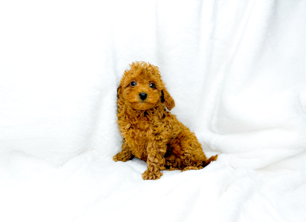 Cute Cavalier King Charles Spaniel and Poodle Mix Poodle Mix Puppy