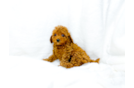 Cavapoo Puppy for Adoption