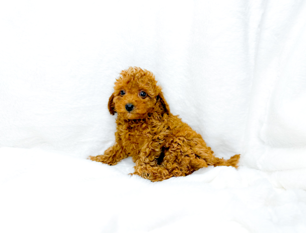 Cavapoo Puppy for Adoption