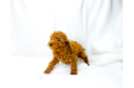 Cute Cavalier King Charles Spaniel and Poodle Mix Poodle Mix Puppy