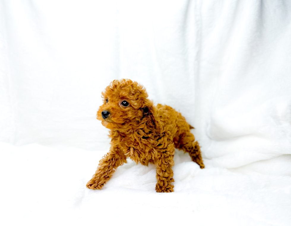 Cute Cavalier King Charles Spaniel and Poodle Mix Poodle Mix Puppy