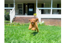 Cute Cavapoo Baby