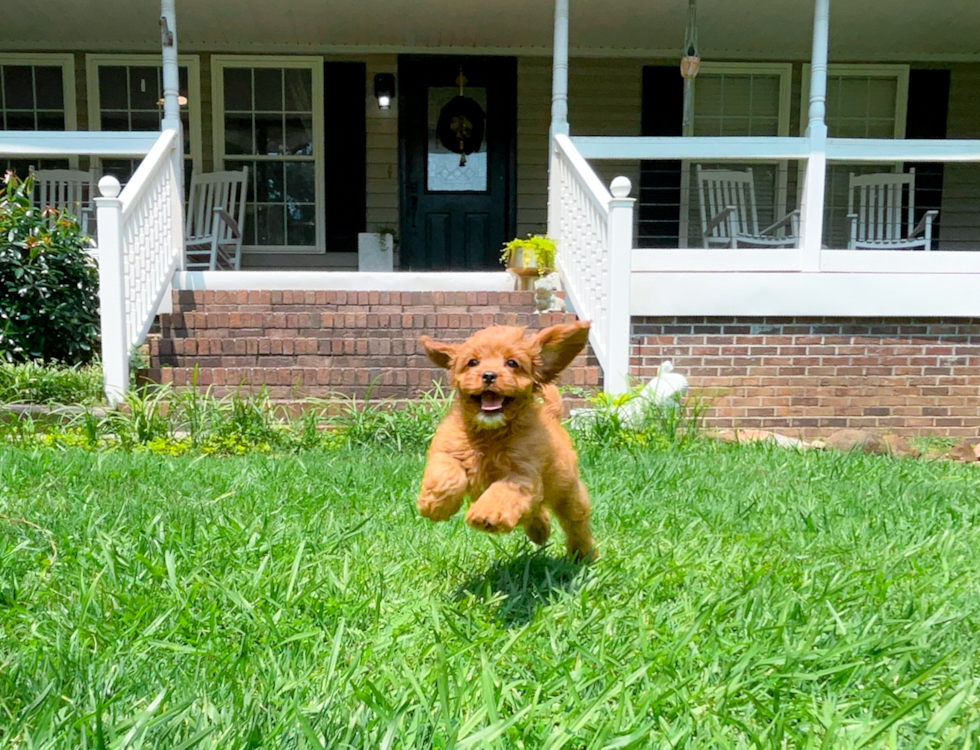 Cute Cavapoo Baby