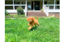 Cavapoo Puppy for Adoption
