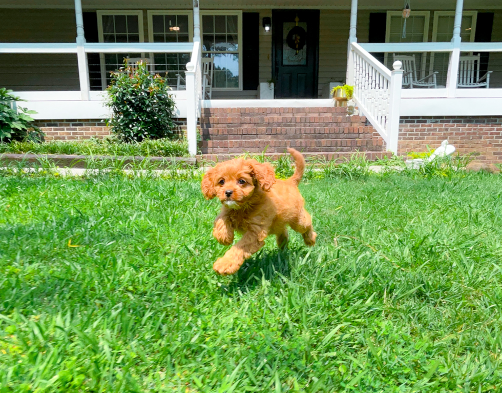 Cavapoo Puppy for Adoption