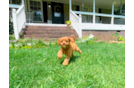 Cute Cavadoodle Poodle Mix Puppy