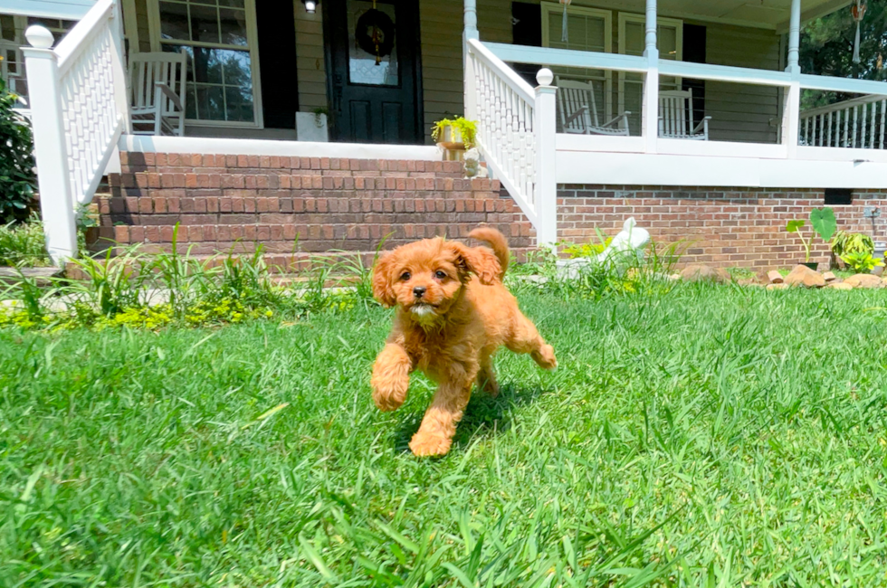 11 week old Cavapoo Puppy For Sale - Simply Southern Pups