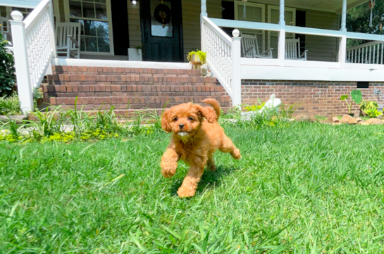 Cute Cavadoodle Poodle Mix Puppy