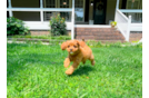 Cute Cavalier King Charles Spaniel and Poodle Mix Poodle Mix Puppy