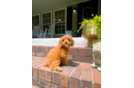 Cute Cavapoo Poodle Mix Pup