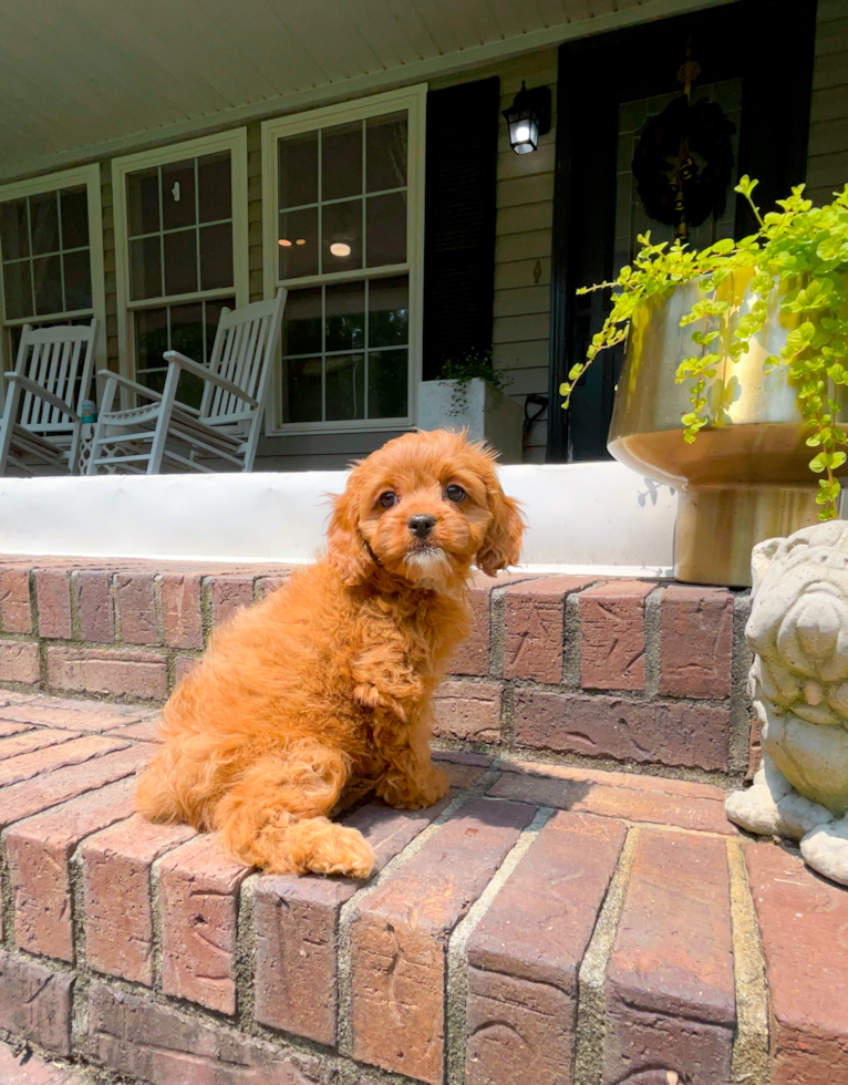 Cute Cavapoo Poodle Mix Pup