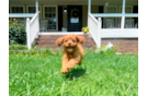 Cute Cavapoodle Poodle Mix Puppy