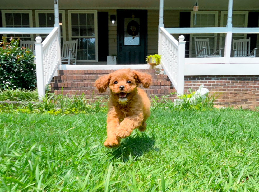 Cute Cavapoodle Poodle Mix Puppy