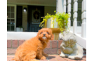 Best Cavapoo Baby