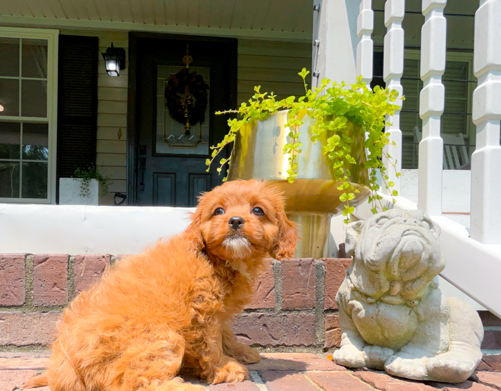 Best Cavapoo Baby