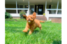 Cavapoo Puppy for Adoption