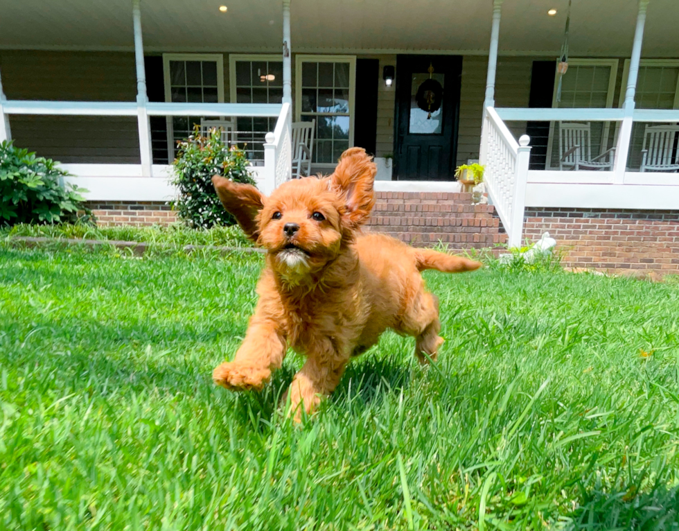 Cavapoo Puppy for Adoption