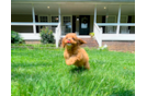 Cute Cavapoo Baby