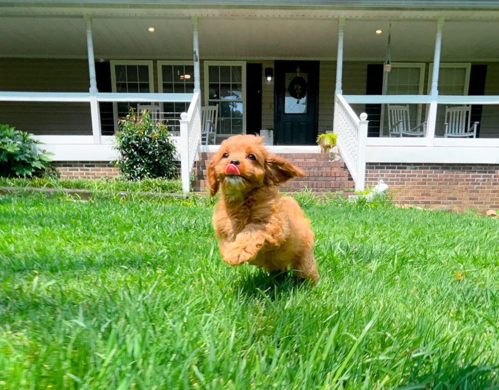 Cute Cavapoo Baby