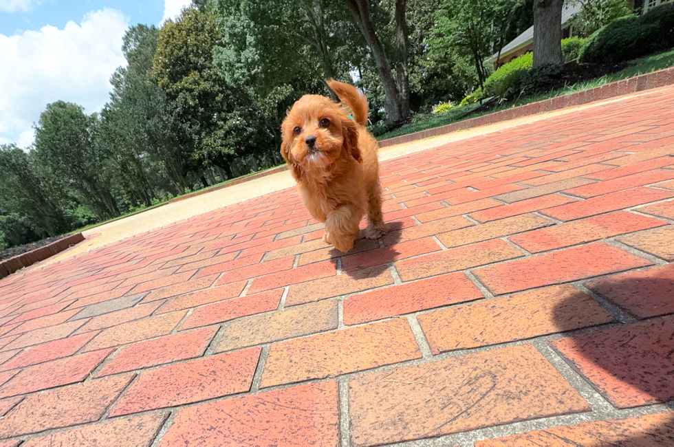 11 week old Cavapoo Puppy For Sale - Simply Southern Pups