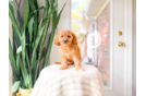 Best Cavapoo Baby