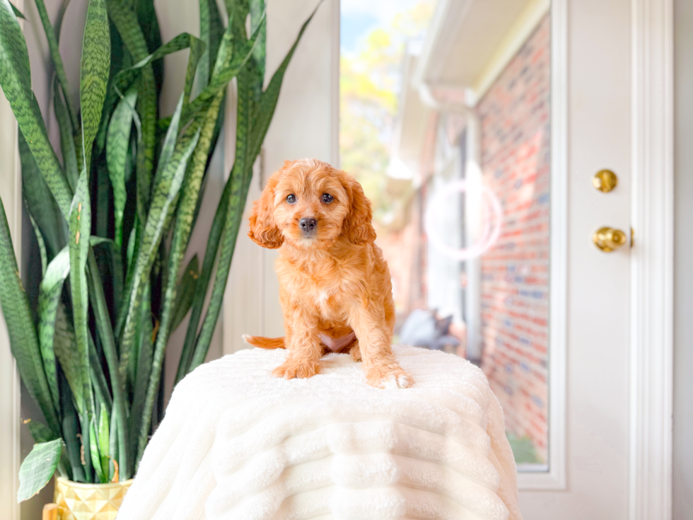 Best Cavapoo Baby