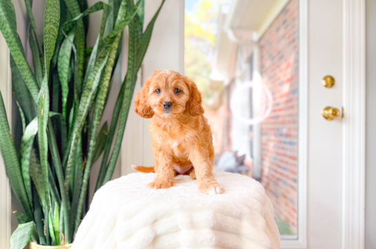 Best Cavapoo Baby