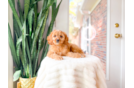 Cute Cavapoo Poodle Mix Pup