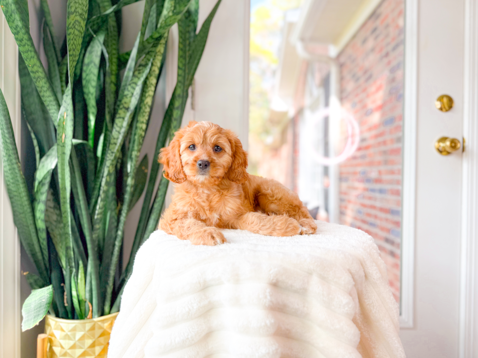 Cute Cavapoo Poodle Mix Pup
