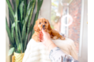 Cute Cavapoo Poodle Mix Pup