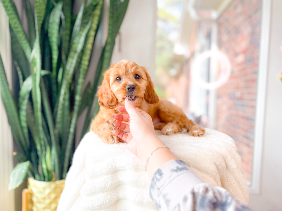 Cute Cavapoo Poodle Mix Pup