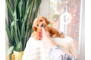 Cute Cavapoo Baby