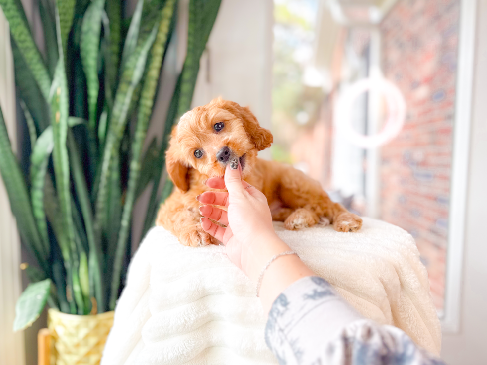 Cute Cavapoo Baby