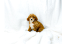 Cavapoo Puppy for Adoption