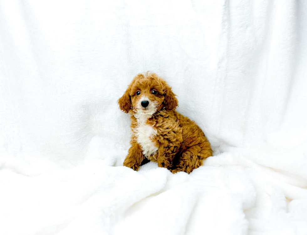 Cavapoo Puppy for Adoption