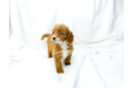 Cavapoo Pup Being Cute