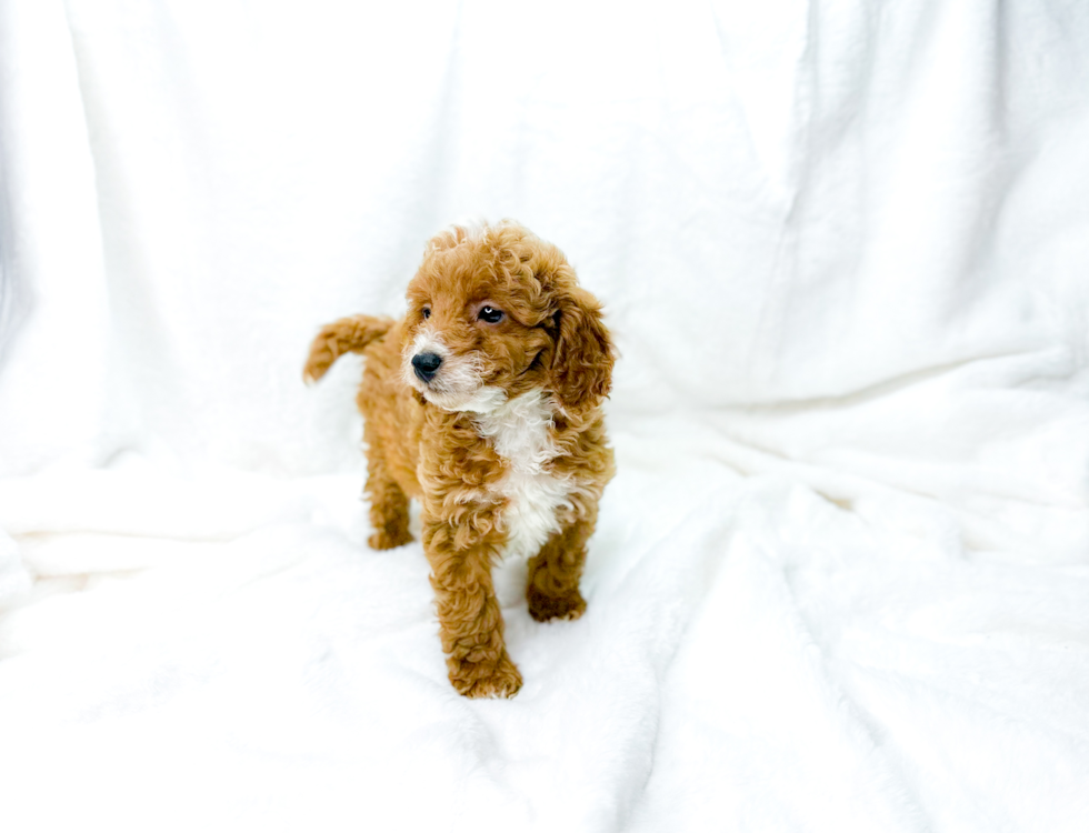 Cavapoo Pup Being Cute