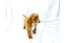 Cute Cavapoo Poodle Mix Pup